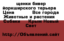 щенки бивер йоркширского терьера › Цена ­ 8 000 - Все города Животные и растения » Собаки   . Крым,Новый Свет